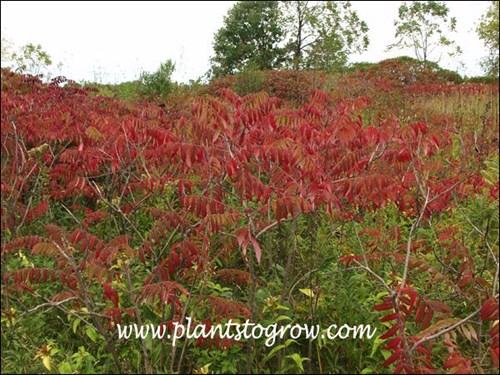 Smooth Sumac (Rhus glabra) 
The plants have vivid red foliage in the fall.  Most, if not all, of the plants in this group originated from one mother plant, forming a monoculture.